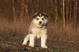 ALASKAN MALAMUTE 605